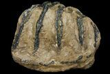 Partial Southern Mammoth Molar - Hungary #111847-3